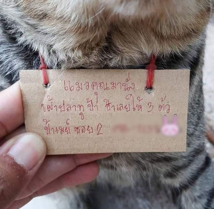 Господар втратив свого кота, але той повернувся сам через три дні "набравши" купу боргів. Прочитавши її, господар зрозумів: він тепер банкрут.