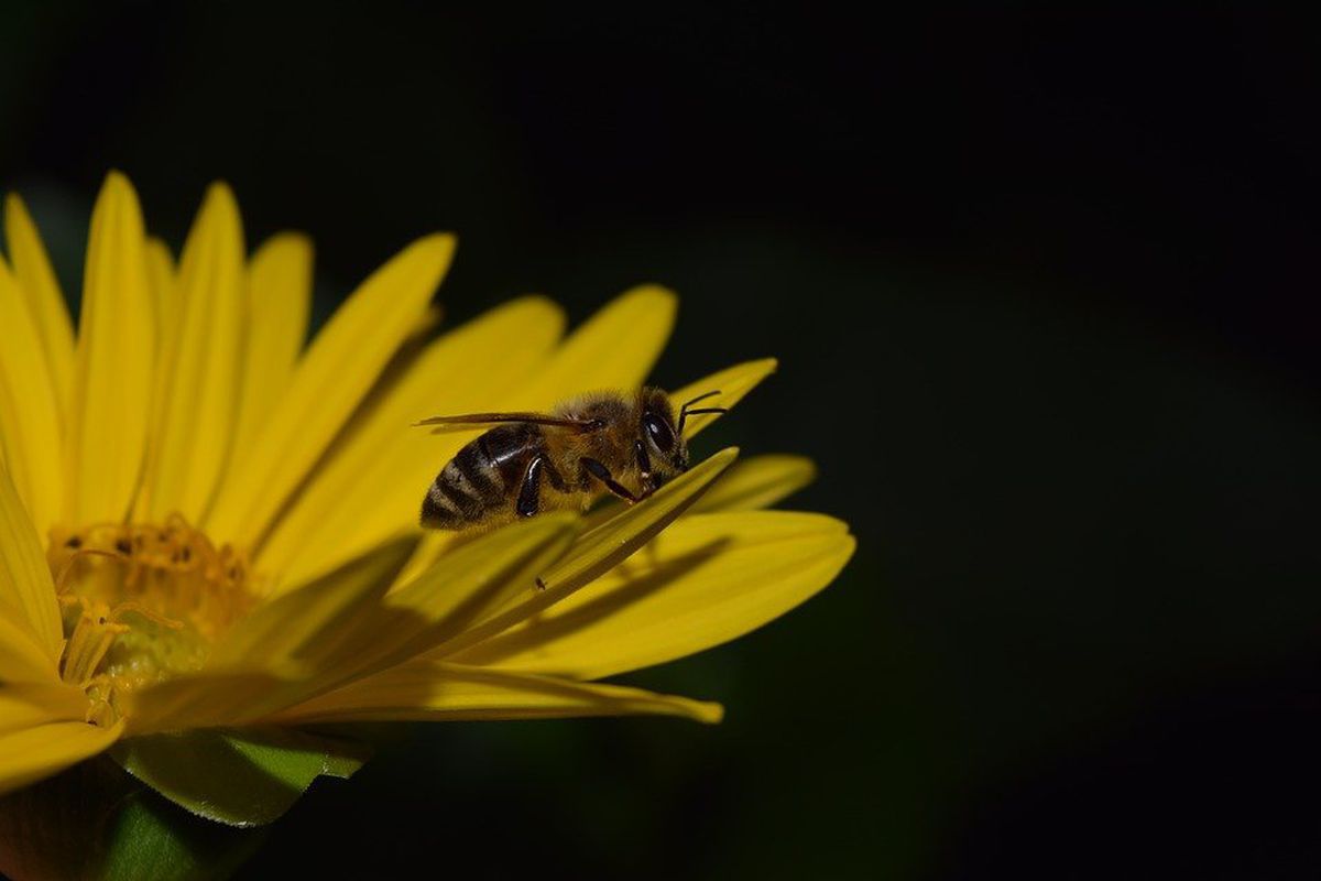 Австралійські вчені знайшли певний вид бджіл, які можуть запилювати рослини вночі. Знайдено бджіл зі "зворотним режимом дня".