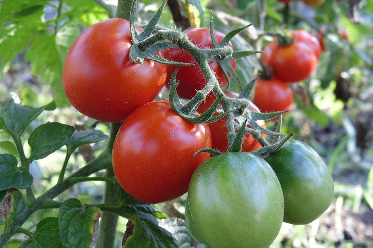Як підготувати восени грядки під помідори, щоб отримати гарний урожай на наступне літо. Початок багатому врожаю покладено!
