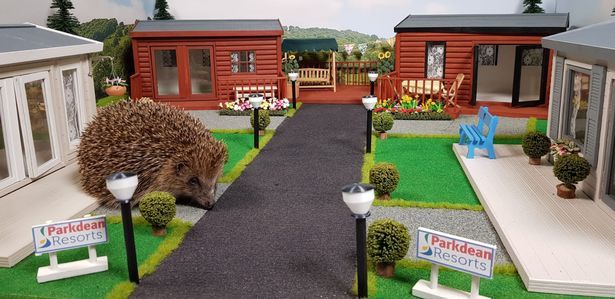 У Великобританії відкрився перший парк відпочинку для їжаків, в якому тварини можуть безпечно перезимувати. Тепер у їжачків є свої будинки-фургони з терасами і гойдалками.