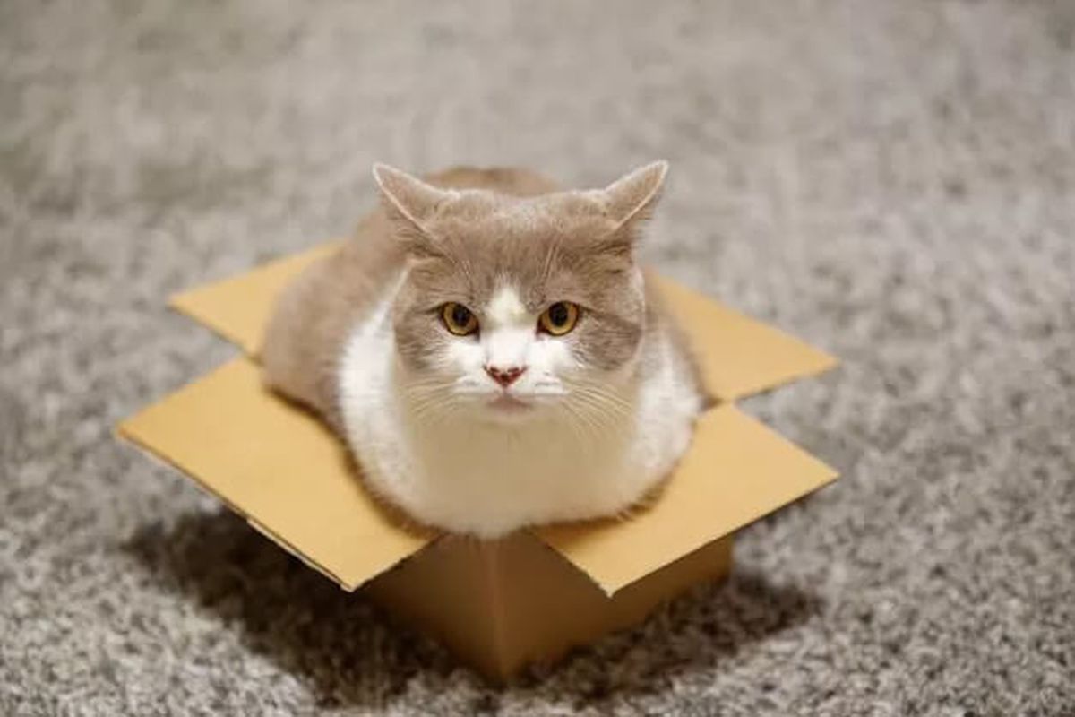 Чому ваш кіт обожнює коробки — сім головних причин. Довгий час знайти пояснення намагалися вчені, зоопсихологи і ветеринари.