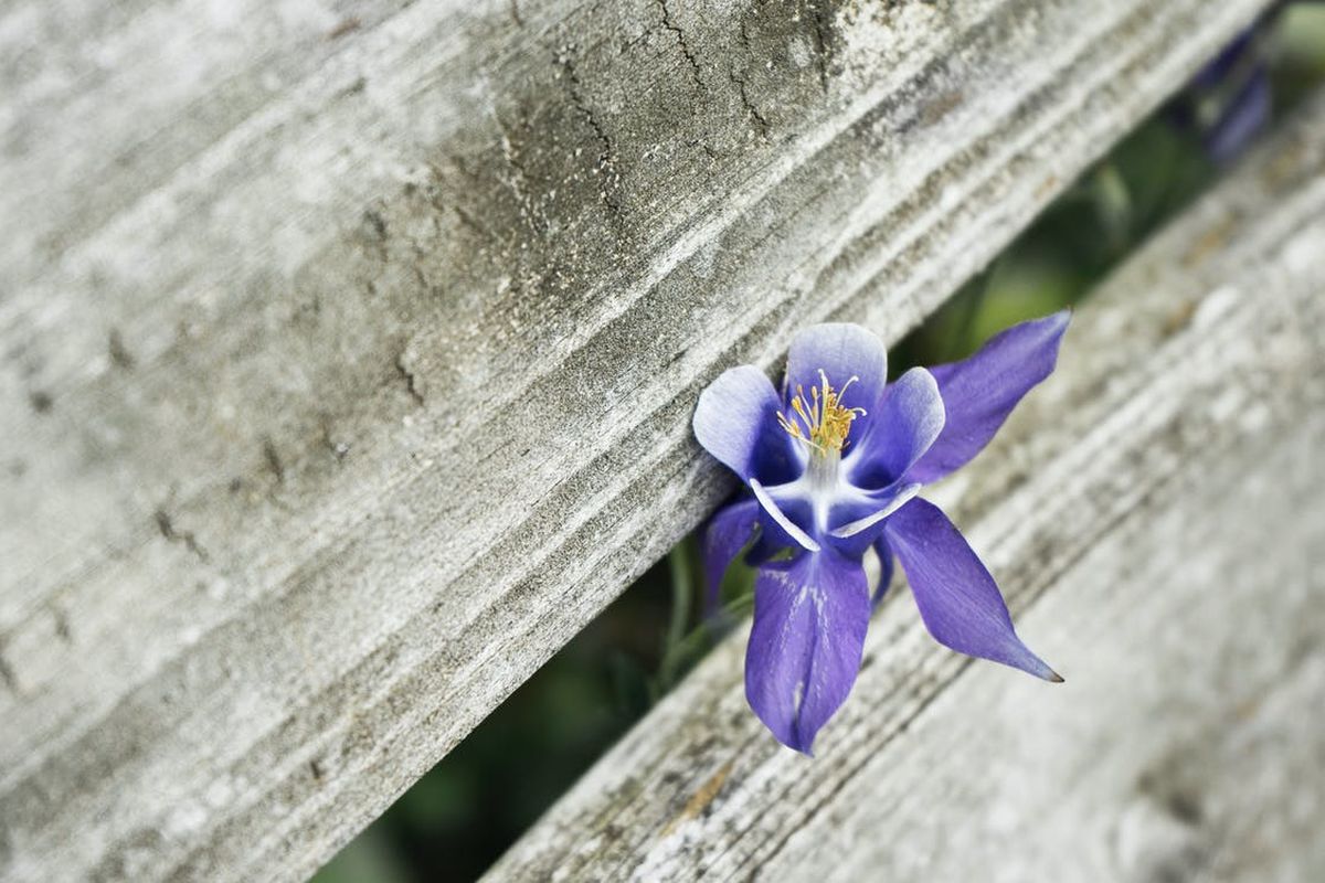 Що треба робити, аби біла орхідея зацвіла синіми квітками. Отримати синє забарвлення з сортів з білими бутонами — реально.
