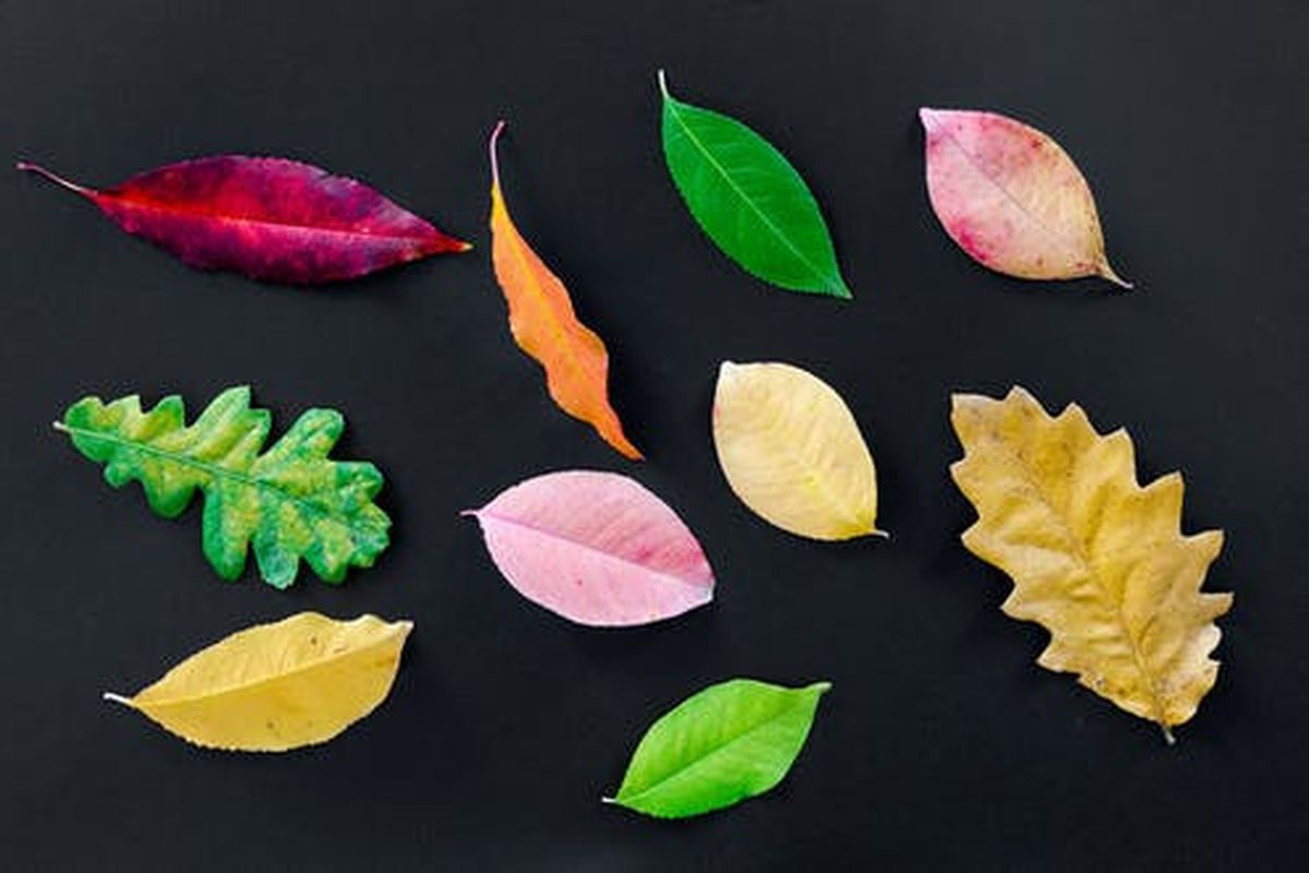 Чому листя восени має різний колір. Для осінньої зміни кольору листя є певні причини.