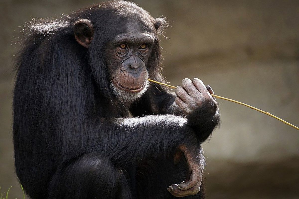 Дослідники створили пристрій, що дозволяє мавпам в зоопарку самостійно вибирати музику. Виявилося, тваринам подобається шум автомобілів.