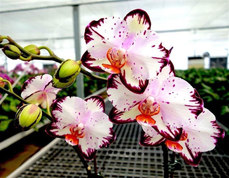 5 ефектних сортів орхідей — їхні квітки нагадують екзотичних метеликів. Вони прекрасно ростуть у домашніх умовах.