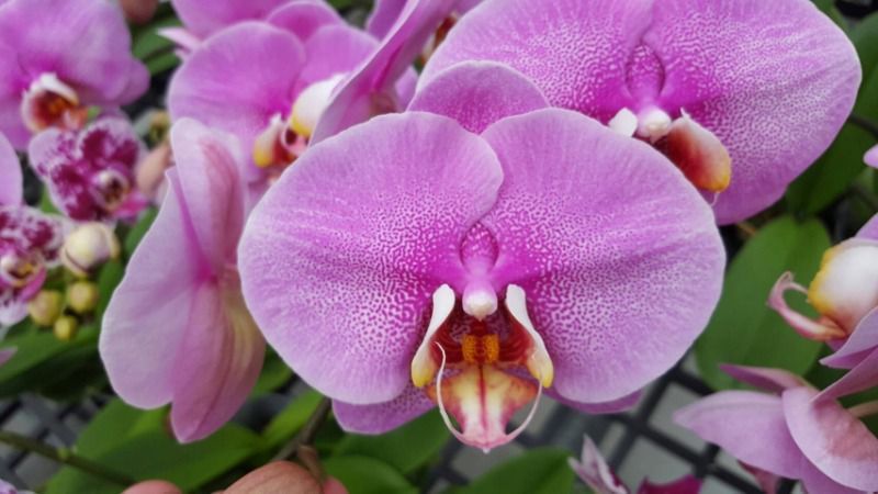 5 ефектних сортів орхідей — їхні квітки нагадують екзотичних метеликів. Вони прекрасно ростуть у домашніх умовах.