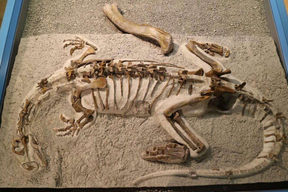 Вчені дійшли висновку, що скелет дитинчати платеозавра практично не відрізняється від своїх гігантських батьків. Дитинча величезного динозавра виявилося копією дорослого.