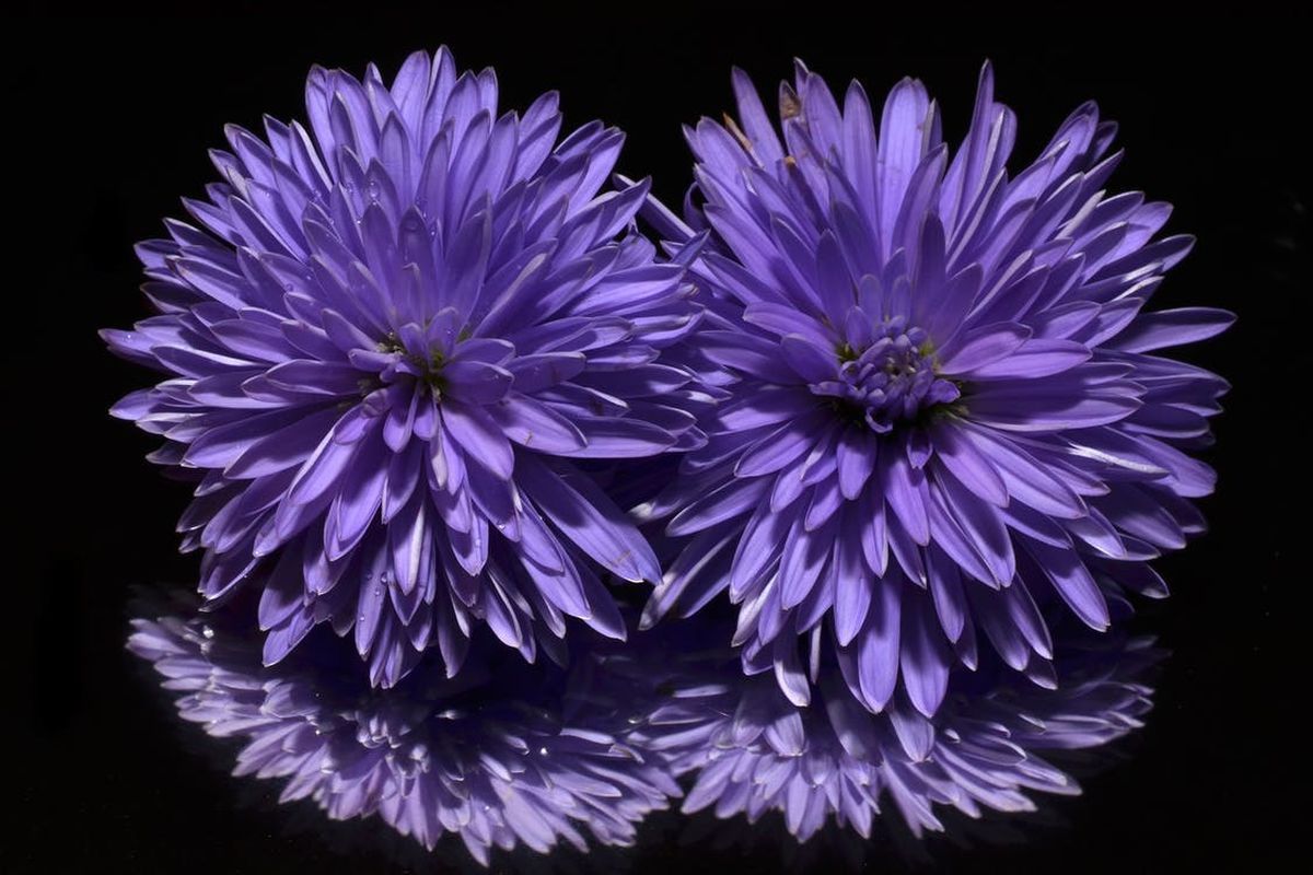 ТОП-5 горщикових квітів для дому, які обожнюють у Європі. У нас же побачити ці рослини в чиємусь домі — швидше, виняток.