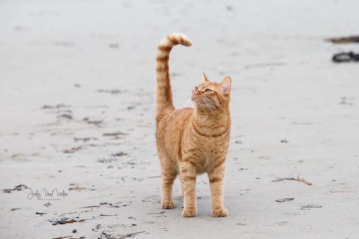 Кіт вперше потрапив на пляж і йому настільки не сподобалося, що його обурення гідно Оскара. Він показав, що про все це думає.