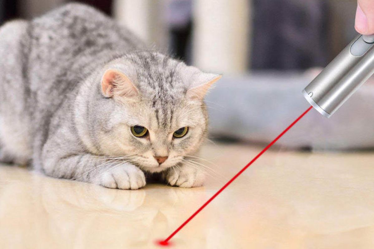 Чому коти обожнюють гратися з лазерними указками, та наскільки це безпечно. Коти — ще ті хижаки.