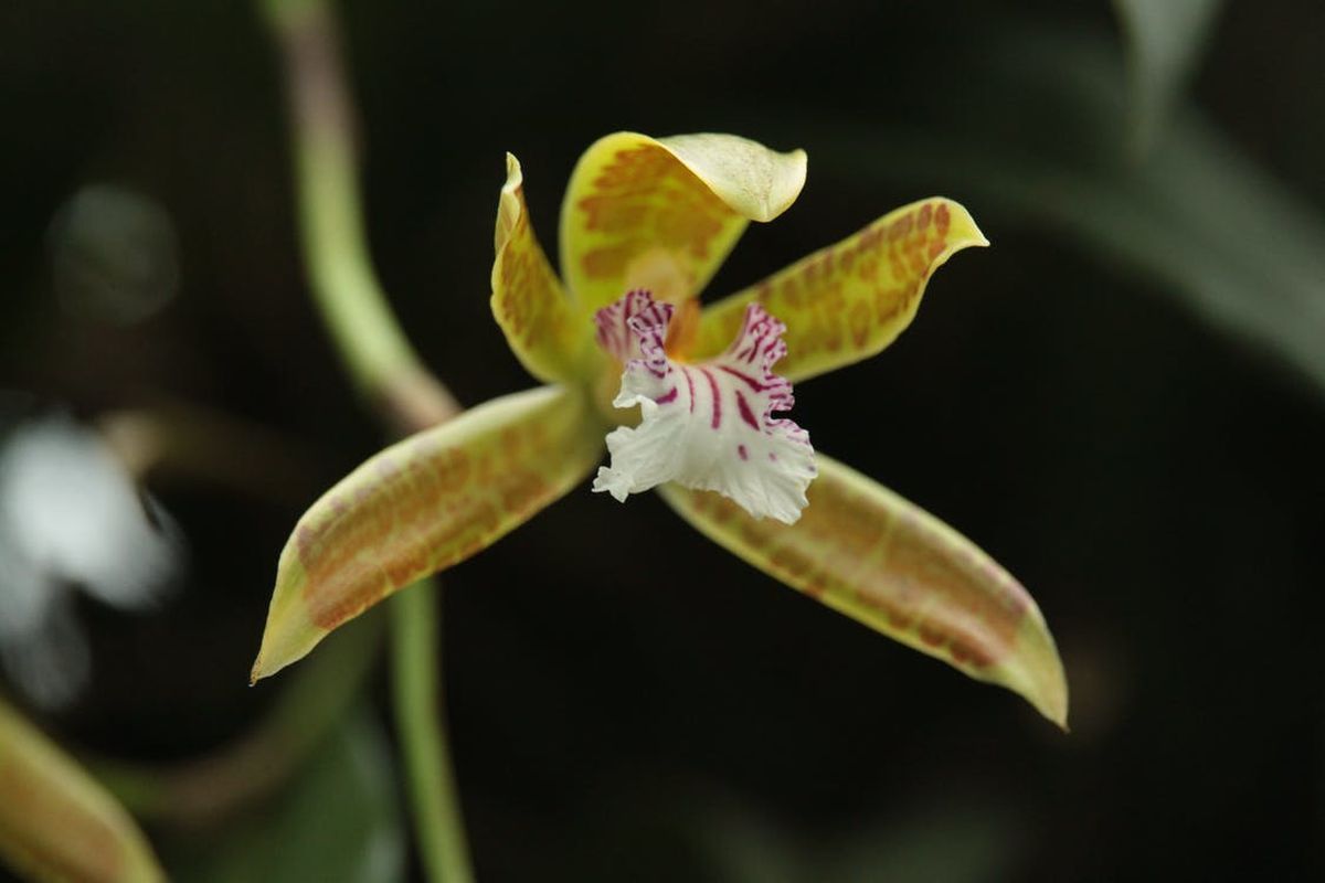 5 унікальних видів орхідей, які вражають своїм медовим ароматом. Він відчувається навіть на великій відстані.