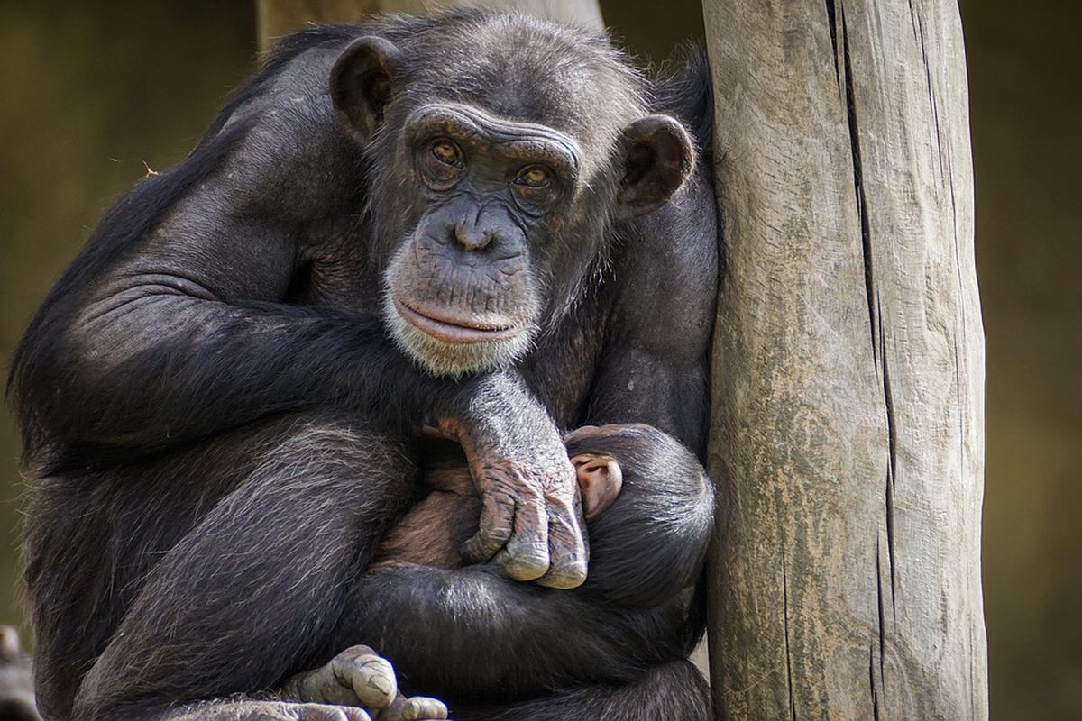 У диких шимпанзе виявили забуту хворобу. Виявилося, що вони хворі на проказу.