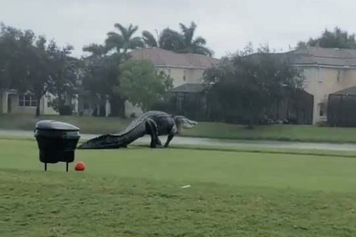 У Флориді великий алігатор прогулявся по полю для гольфу і налякав любителів фауни. Адже рептилія нагадала їм динозавра.