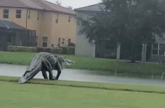 У Флориді великий алігатор прогулявся по полю для гольфу і налякав любителів фауни. Адже рептилія нагадала їм динозавра.