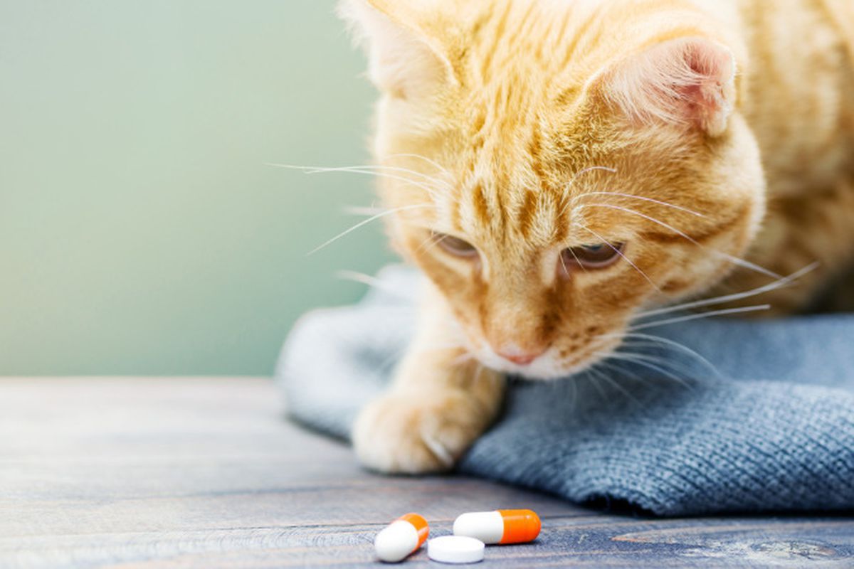 Як дати коту ліки без шкоди для себе і тварини. Тут господарям важливо проявити твердість і строгість.