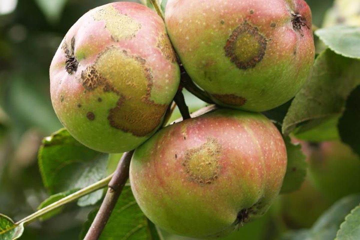 Що означають нарости на яблуках. Зазвичай такі нарости на яблуках не є ознакою їх хвороби.