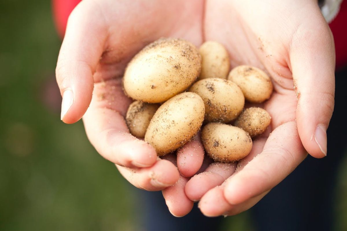 Причини, через які ви знову не отримали врожай картоплі. Врожай картоплі може бути відсутнім з кількох причин.
