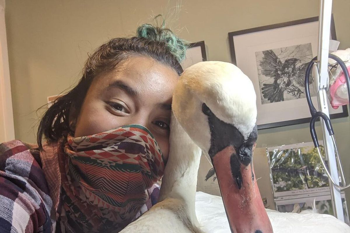 Дівчина врятувала лебедя у свій день народження, що стало для неї найкращим подарунком. Мешканка Нью-Йорку не так планувала відсвяткувати свій ювілей.