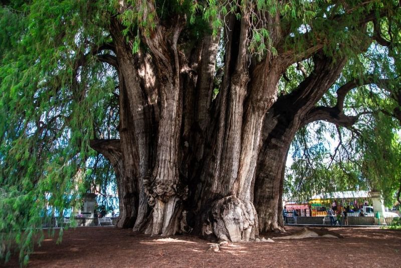 7 найдивовижніших дерев у світі, про які ви могли не знати. Природа — ще той митець.