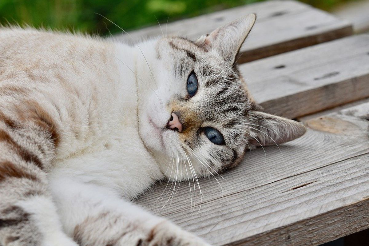 Чому кішкам подобається запах хлорки і з чим це може бути пов'язано. Яку небезпеку несе хлорка для котів.