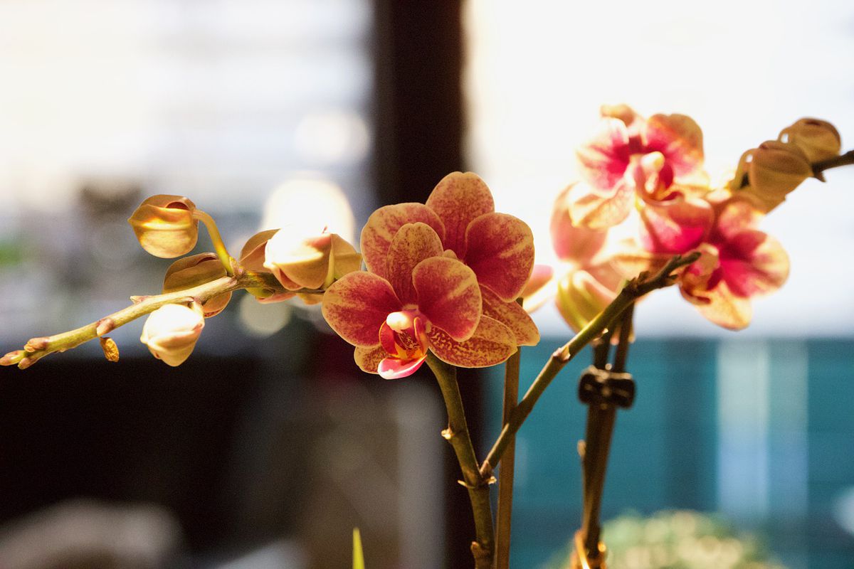 Як допомогти орхідеям зацвісти — радикальні, але дієві методи. Три радикальних методи.