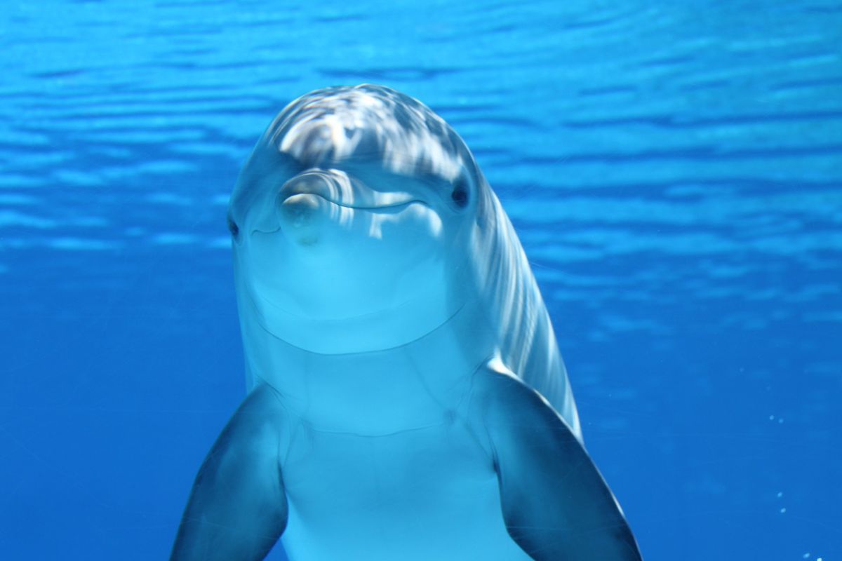 Дельфіни можуть контролювати власне серцебиття — висновки вчених. Це дозволяє довше зберігати кисень, і знижує багато ризиків.