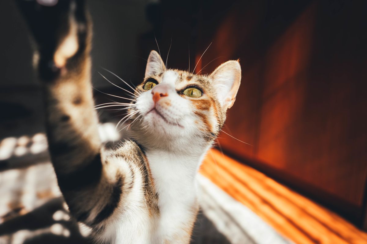 У чому особливість триколірних кішок — 5 цікавих фактів. Чотирилапі з кольоровою шубкою.