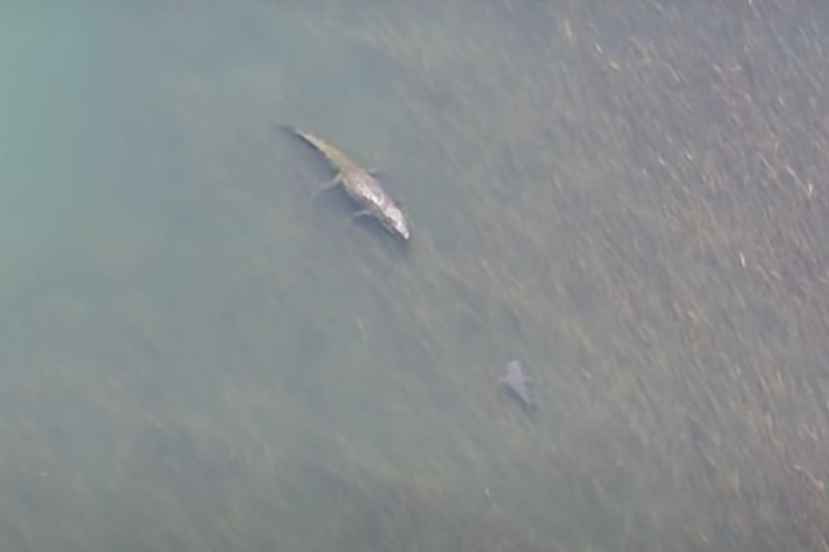 Біля берегів Австралії рибалки з коптера зняли на відео зустріч величезного морського крокодила і акули. Виглядає немов страшний сон!