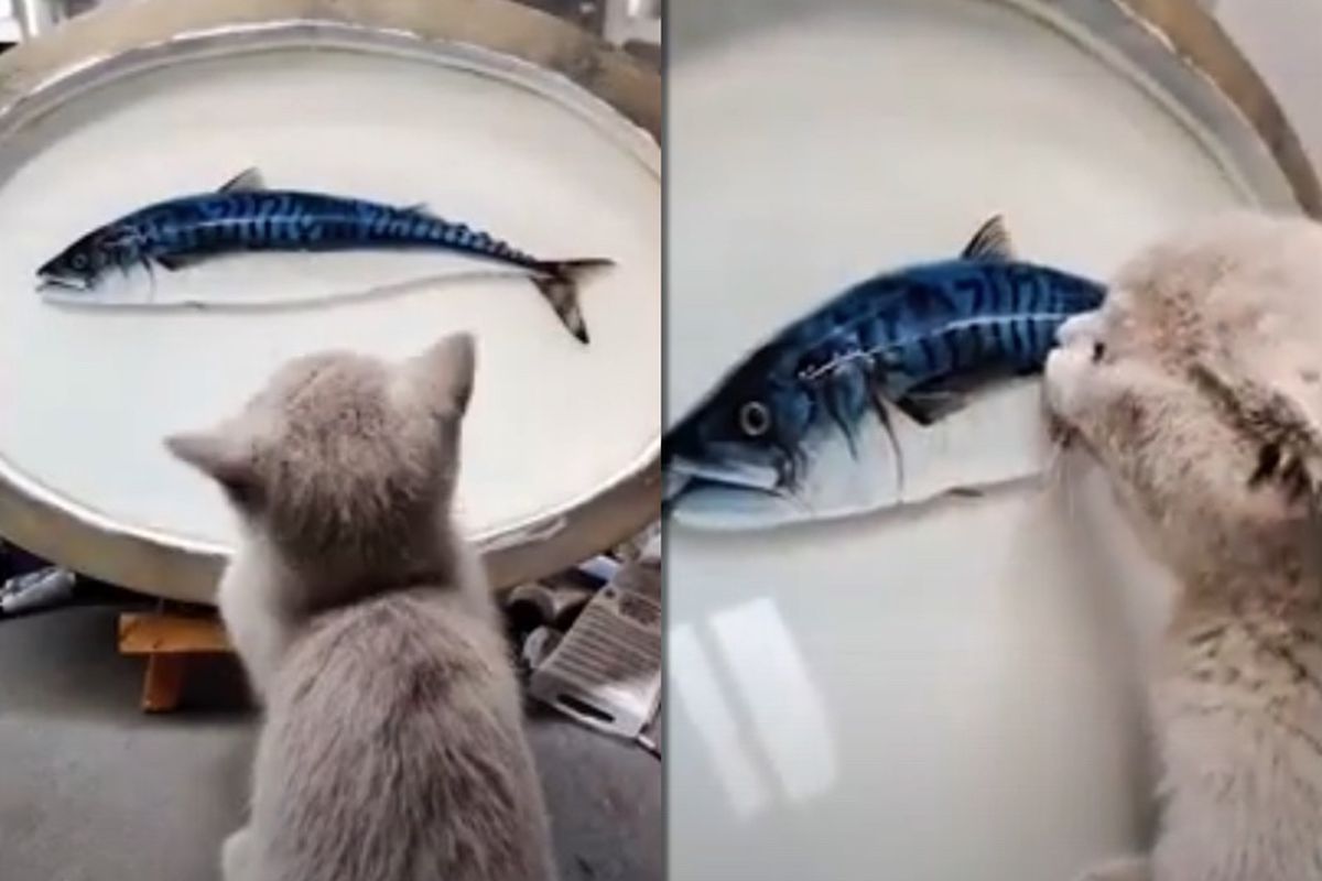 Художник настільки якісно намалював картину з рибою, що його кіт оголосив на неї полювання. Хвостатий вирішив посмакувати десертом.