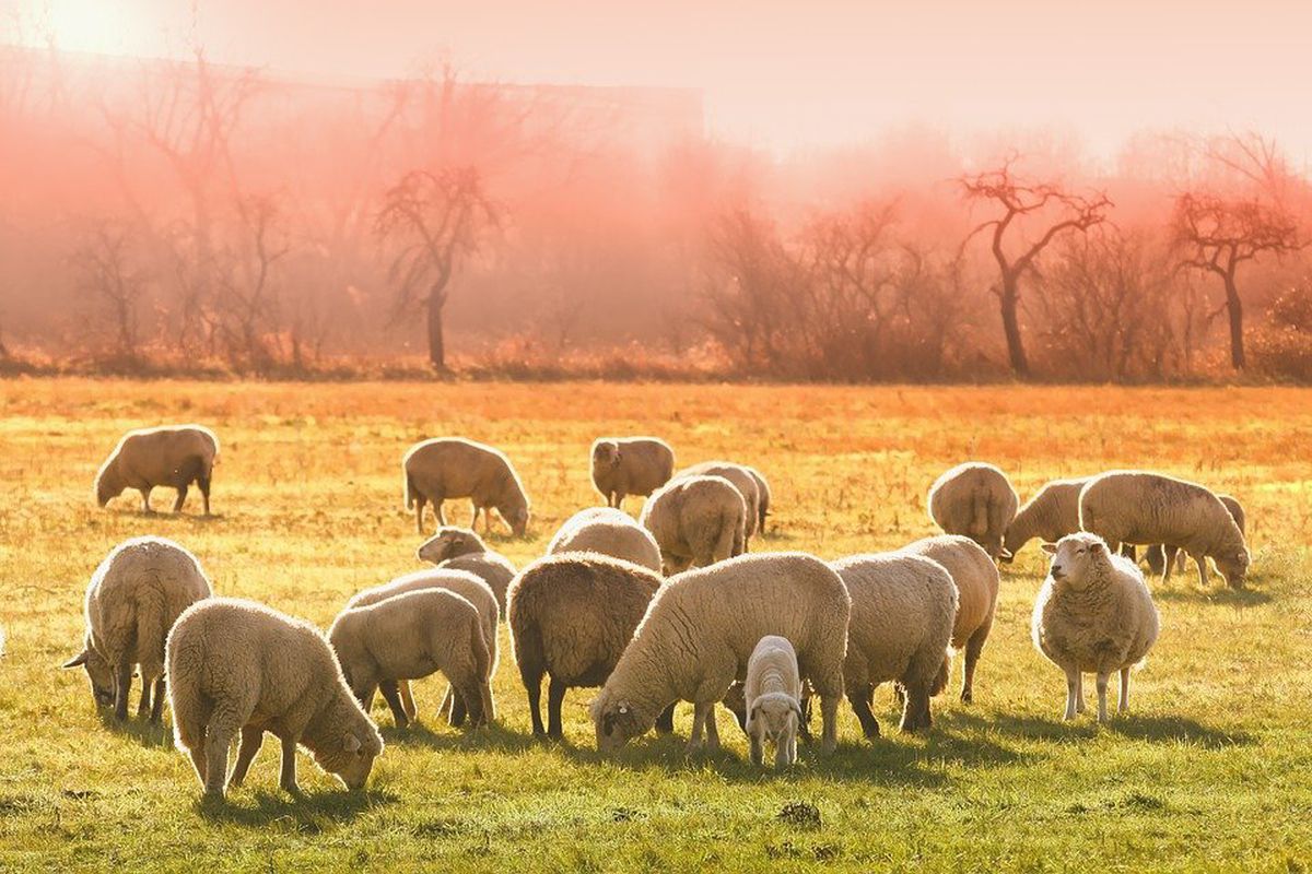 В Іспанії у 92% овець знайшли в організмі мікропластик. Він проник в грунт регіону, а потім і в організм сільськогосподарських тварин.