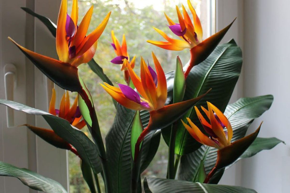 4 унікальні рослини, які своїм цвітом і листям нагадують різних тварин. Доглядати за цією красою не складно.