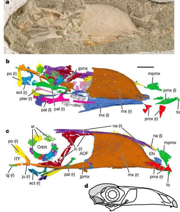 Учені виявили на Мадагаскарі залишки стародавньої пташки, яка зовні нагадує тукана. Птиця жила в мезозойську еру близько 66-72 мільйони років тому.