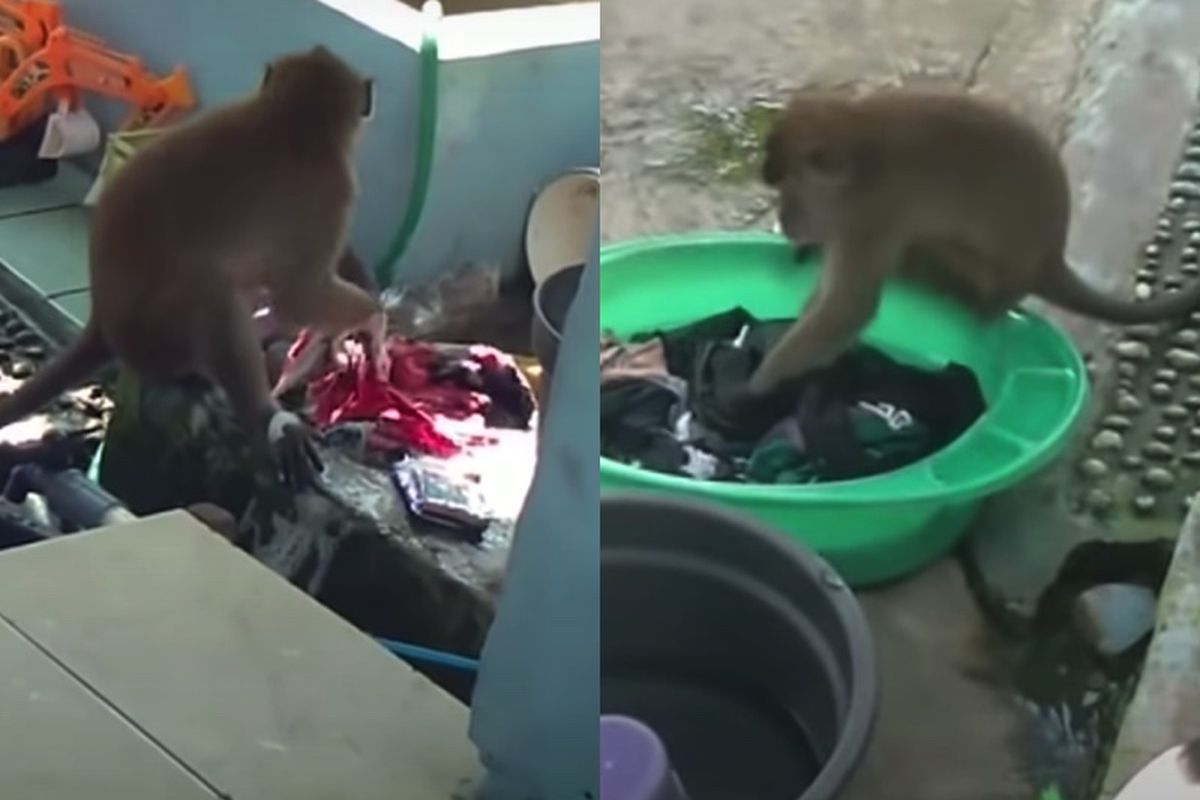 В Індонезії дика Мавпа випрала вручну людський одяг. Таким чином мавпа допомогла жінці.