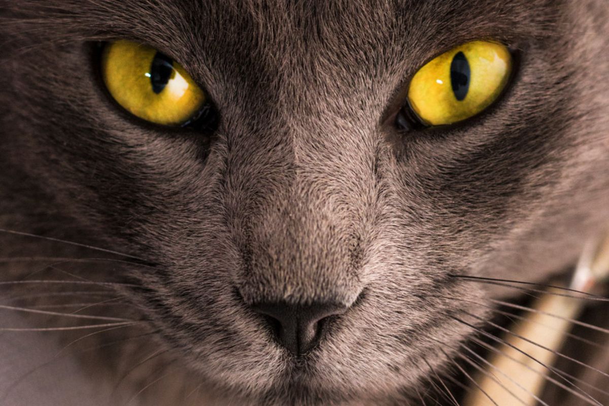Чому кішці не можна дивитися прямо в очі і які це може мати наслідки для тварини. Прямий погляд в очі кішці може привести до стресу у вихованця.