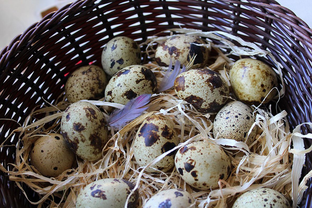 Чому надмірне споживання перепелиних яєць здатне завдати серйозної шкоди організму. Шкода перепелиних яєць.