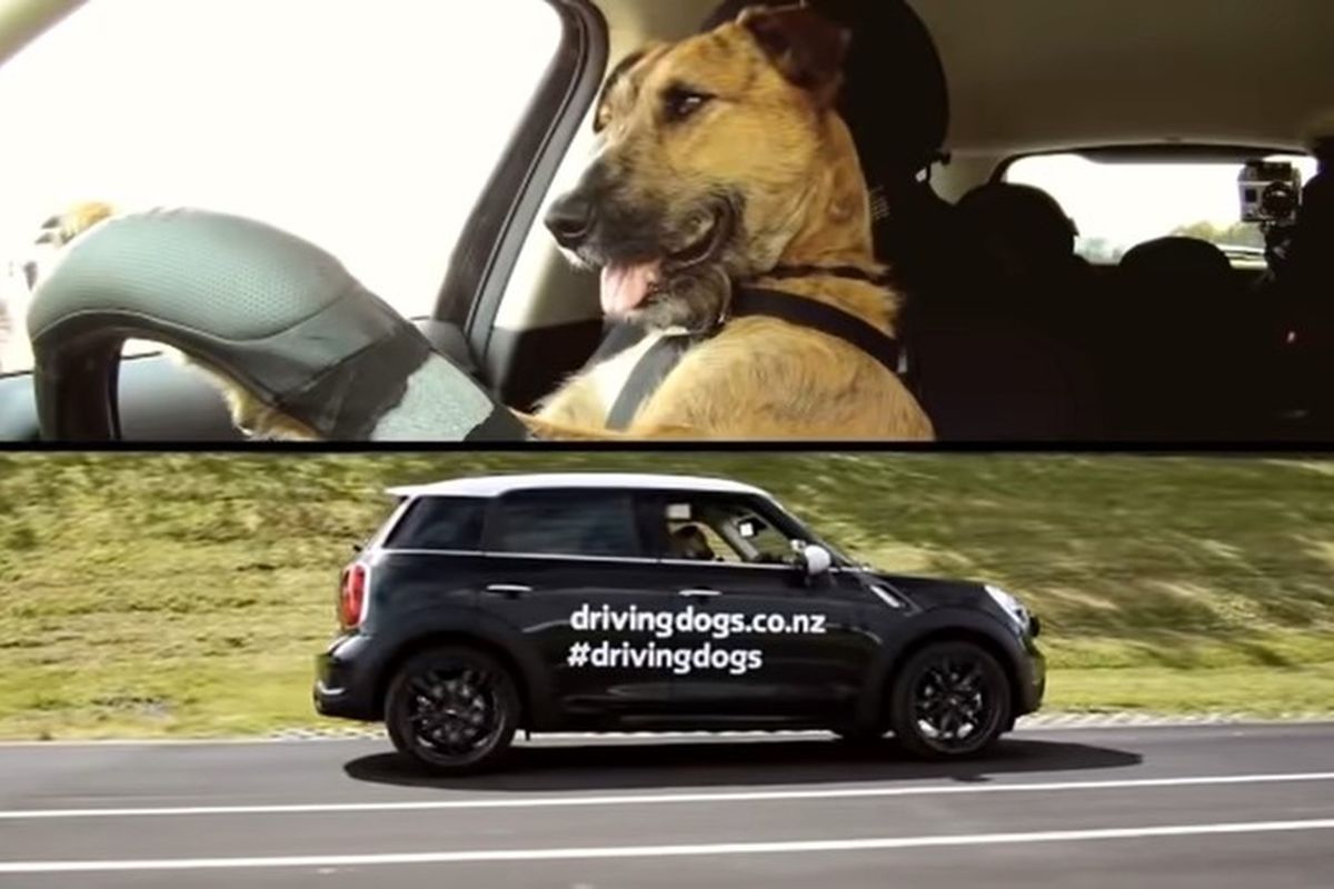 Знайомтеся — найрозумніший пес на прізвисько Портер, який навчився керувати автомобілем. Собака готова кинути виклик будь-якому водієві.
