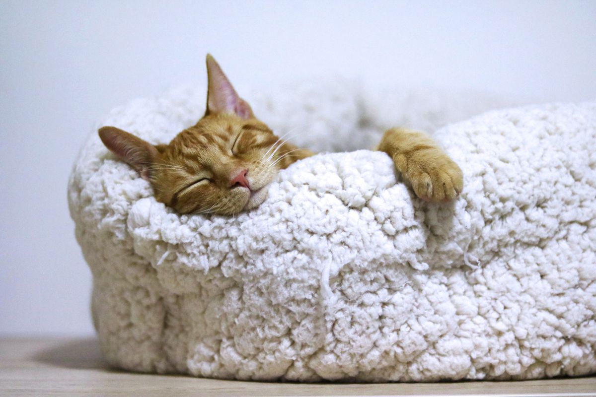 Чи є нормальним те, що кішка хропе уві сні. Не завжди хропіння кішки є поганою ознакою.