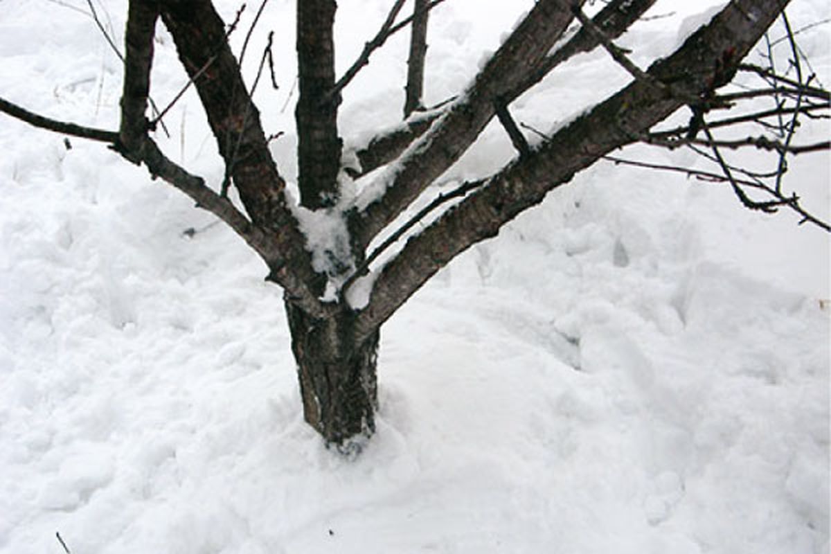 Наскільки корисним є втоптування снігу навколо дерев. Для проведення такої процедури є свої аргументи "за" та "проти".