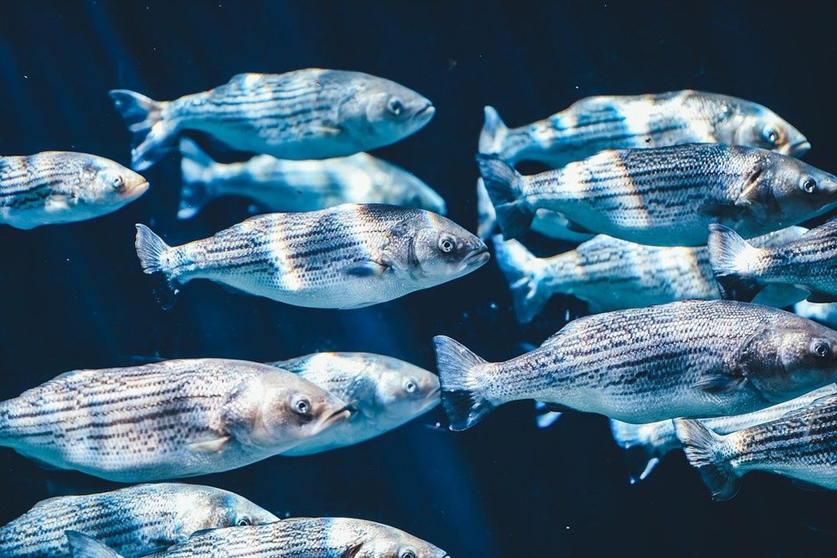 Через глобальне потепління риба в океанах зменшується в розмірах. Розповідаємо про вплив високих температур на фізіологію підводних організмів.