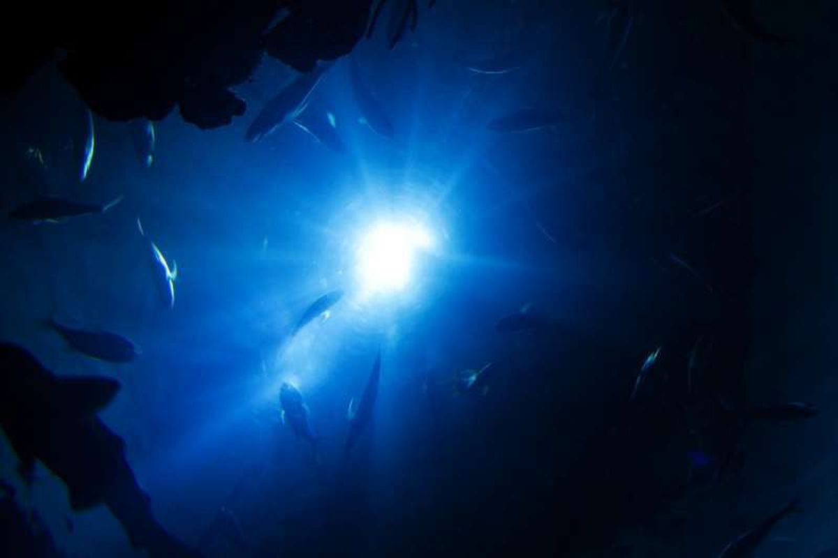 Знайдено істоти, що живуть на кілометр нижче океанського дна. Знахідка належить команді німецьких вчених.