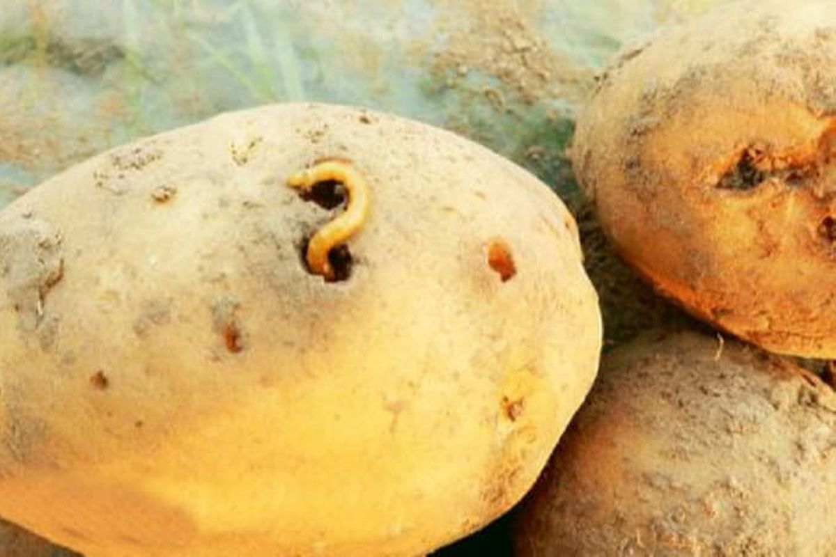 Вредители картофеля в земле фото