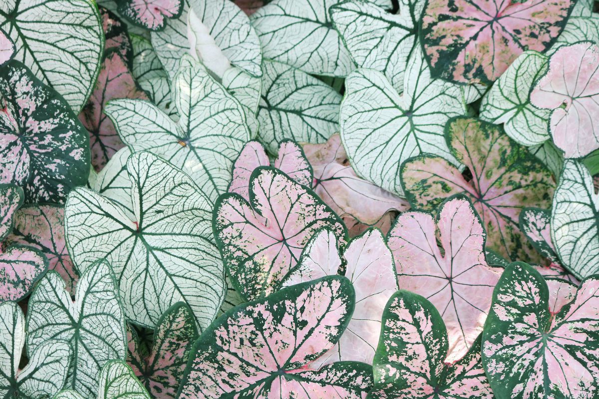 5 кущів для вашого саду, які вражають кольором і формою листя. Дачникам-початківцям на замітку!