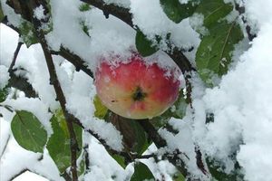 Немає листя на яблуні після зими