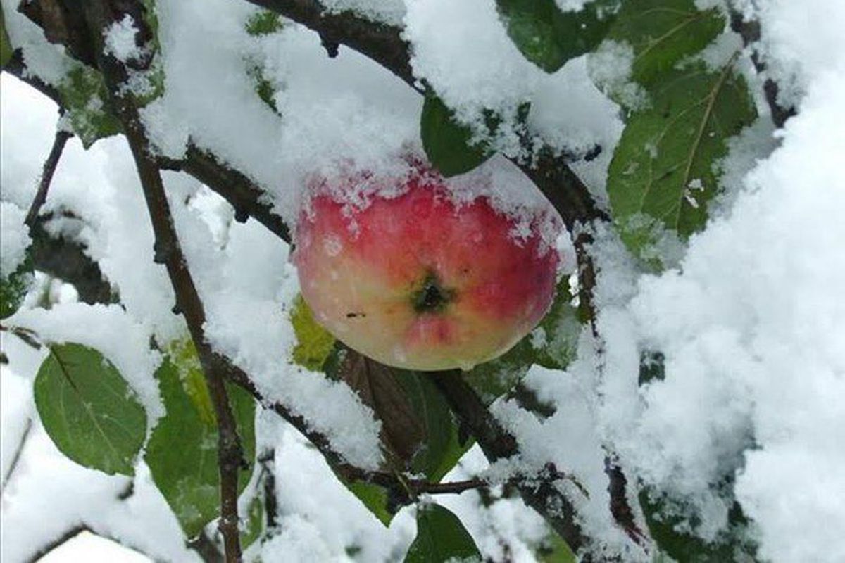 Зима настала, а яблуня досі не скинула листя — чи варто хвилюватися. У деяких сортів яблунь холодна пора року починається набагато пізніше.
