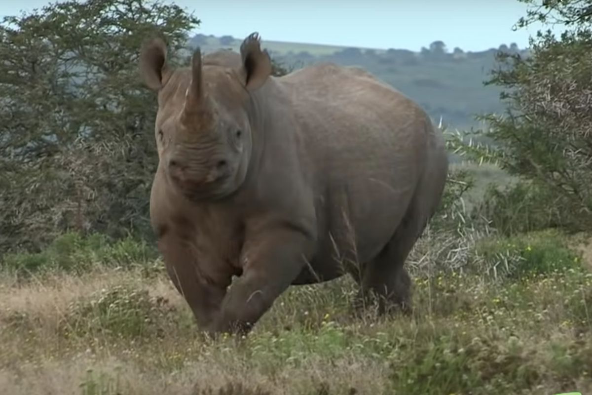Фотограф винайшов несподіваний метод, який допоможе зупинити носорога, який вирішив вас атакувати. Як зупинити носорога, який біжить назустріч.