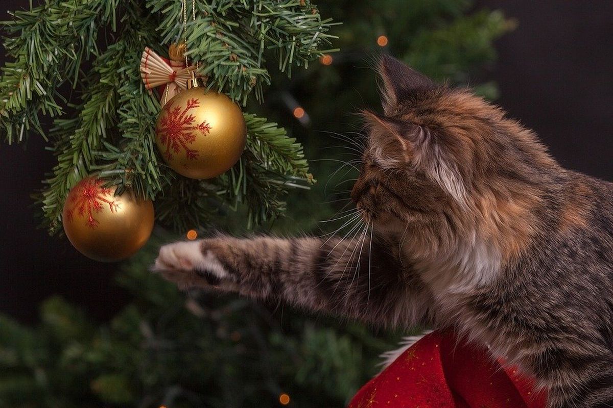 Миле знайомство котика з нарядженою новорічною ялинкою. Вихованець в захваті від блискучої кулі.