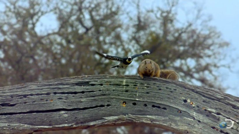 Хитра білка спробувала вкрасти жолудь з особистих запасів дятла, але отримала відсіч. Птах зловив білку-злодюжку на гарячому.