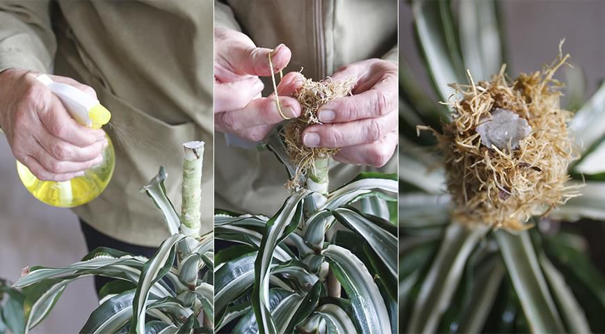 Як правильно провести обрізку стебла драцени, щоб рослина після процедури не засохла. Як правильно обрізати стовбур драцени.