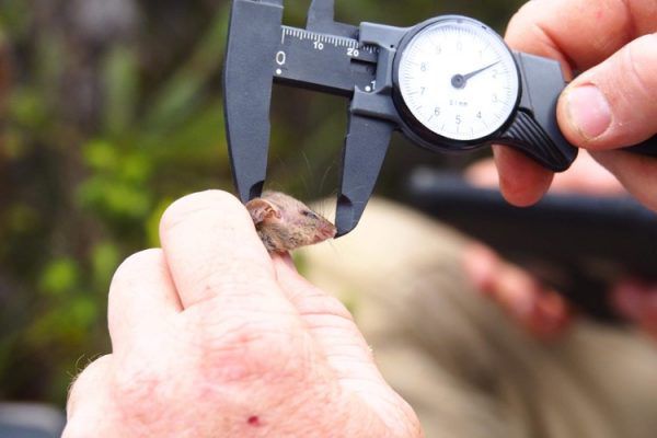 В Австралії знайшли карликових опосумів, які вважалися вимерлими після маштабних пожеж. Зараз вони потребують ретельного захисту.