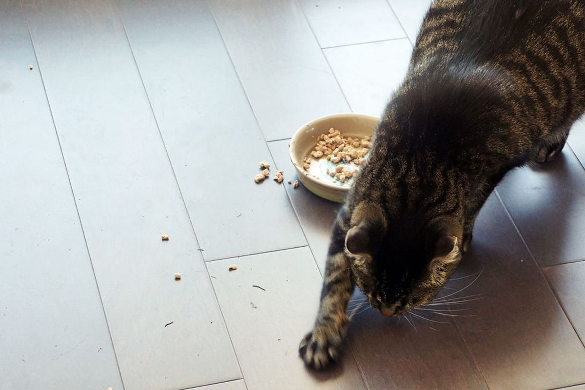 Чому кіт закопує свою їжу — 7 можливих причин. Ще одна цікава звичка пухнастиків, про яку треба знати більше.
